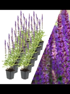 NatureNest Pflanzen & Zubehör<12 Salbei pflanzen Salvia nemorosa 'Ostfriesland'