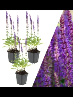 NatureNest Pflanzen & Zubehör<3 Salbei pflanzen Salvia nemorosa 'Ostfriesland'