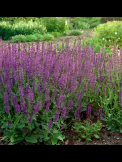 NatureNest Pflanzen & Zubehör<3 Salbei pflanzen Salvia nemorosa 'Ostfriesland'