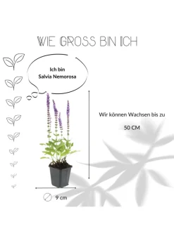 NatureNest Pflanzen & Zubehör<3 Salbei pflanzen Salvia nemorosa 'Ostfriesland'