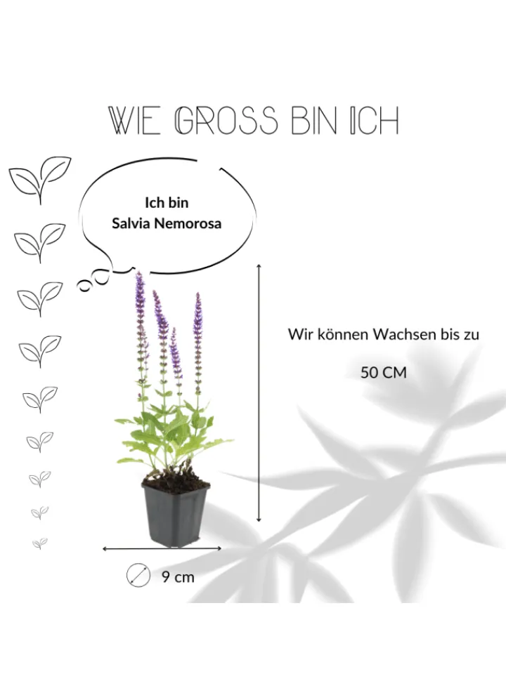 NatureNest Pflanzen & Zubehör<3 Salbei pflanzen Salvia nemorosa 'Ostfriesland'