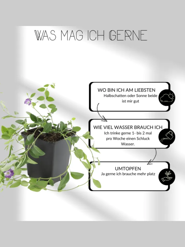 NatureNest Pflanzen & Zubehör<3 Salbei pflanzen Salvia nemorosa 'Ostfriesland'