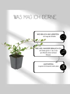 NatureNest Pflanzen & Zubehör<3 Stachelnusspflanzen Acaena microphylla 'Kupferteppich'