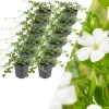 NatureNest Pflanzen & Zubehör<12 Weiße Immergrün pflanzen Vinca minor 'Alba'
