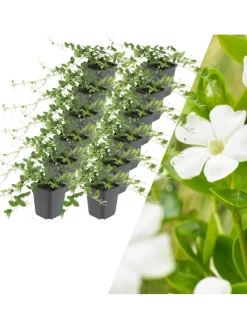 NatureNest Pflanzen & Zubehör<12 Weiße Immergrün pflanzen Vinca minor 'Alba'
