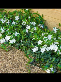 NatureNest Pflanzen & Zubehör<12 Weiße Immergrün pflanzen Vinca minor 'Alba'