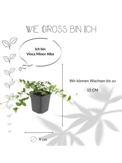 NatureNest Pflanzen & Zubehör<12 Weiße Immergrün pflanzen Vinca minor 'Alba'