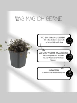 NatureNest Pflanzen & Zubehör<12 Weiße Immergrün pflanzen Vinca minor 'Alba'