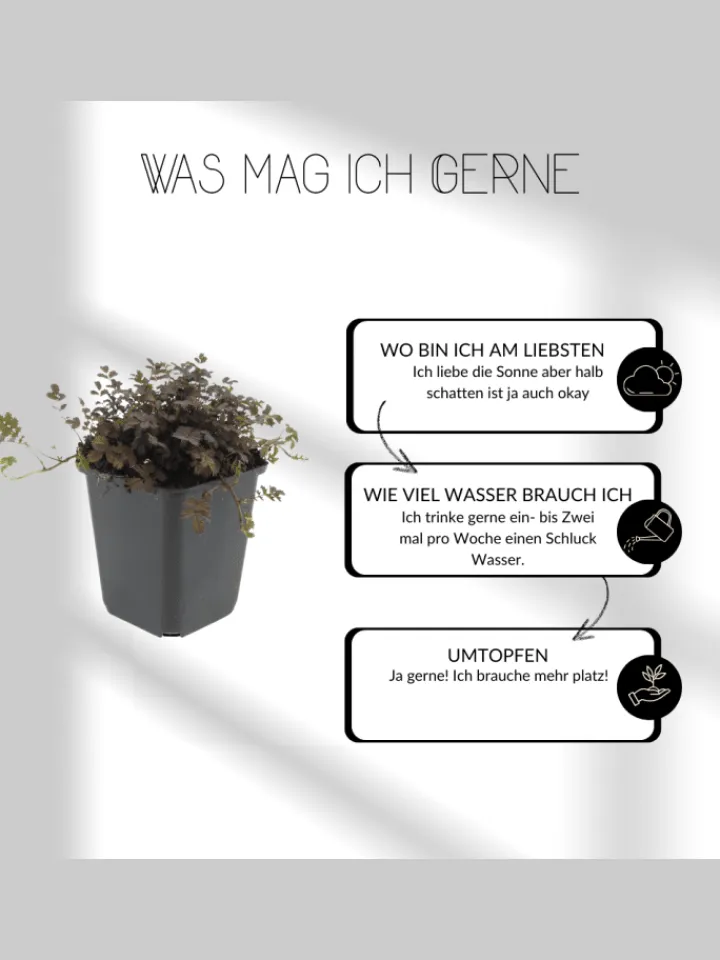 NatureNest Pflanzen & Zubehör<12 Weiße Immergrün pflanzen Vinca minor 'Alba'