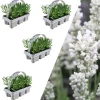 NatureNest Pflanzen & Zubehör<24 weisse Lavendelpflanzen Edelweiss