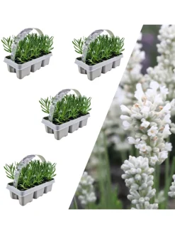 NatureNest Pflanzen & Zubehör<24 weisse Lavendelpflanzen Edelweiss