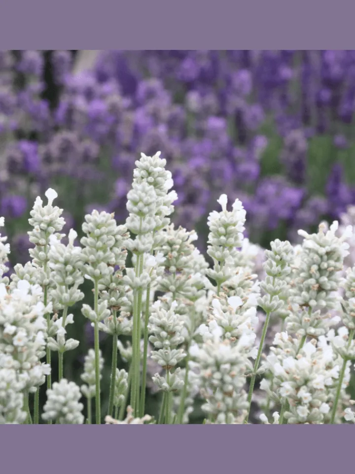 NatureNest Pflanzen & Zubehör<24 weisse Lavendelpflanzen Edelweiss