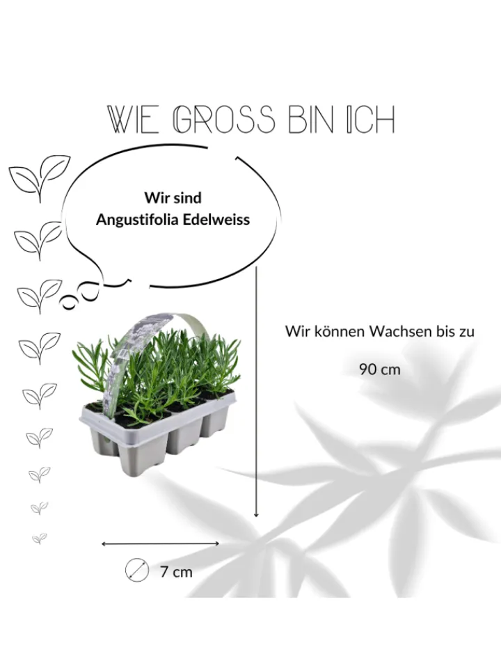 NatureNest Pflanzen & Zubehör<24 weisse Lavendelpflanzen Edelweiss