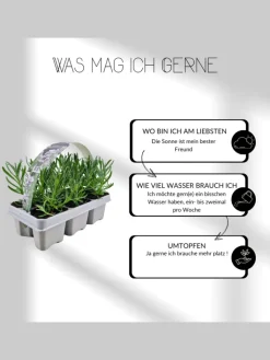 NatureNest Pflanzen & Zubehör<24 weisse Lavendelpflanzen Edelweiss