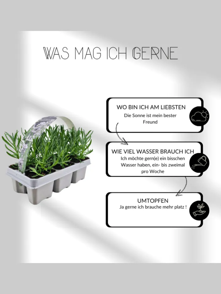 NatureNest Pflanzen & Zubehör<24 weisse Lavendelpflanzen Edelweiss