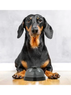 relaxdays Hunde<4 x Haustier Trainingsglocke in Bunt - (H)4,5 x Ø 7 cm