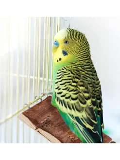 relaxdays Vögel<3 x Hängebrücke Nager in Natur - (B)55 x (H)1,5 x (T)10 cm