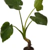 MeinVIPShop Pflanzen & Zubehör<Alocasia cucullata Zimmerpflanze 50cm