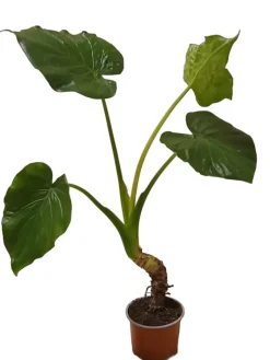 MeinVIPShop Pflanzen & Zubehör<Alocasia cucullata Zimmerpflanze 50cm