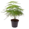 MeinVIPShop Pflanzen & Zubehör<Asparagus setaceus Plumosus 35cm Zimmerpflanze