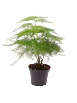 MeinVIPShop Pflanzen & Zubehör<Asparagus setaceus Plumosus 35cm Zimmerpflanze