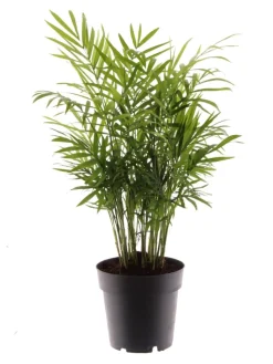 MeinVIPShop Pflanzen & Zubehör<Bergpalme 45cm Zimmerpflanze