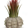 MeinVIPShop Pflanzen & Zubehör<Bezaubernde Kombination aus Seeigelgehäuse und Tillandsia rosa 1er Set