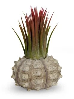MeinVIPShop Pflanzen & Zubehör<Bezaubernde Kombination aus Seeigelgehäuse und Tillandsia rosa 1er Set