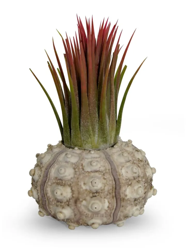 MeinVIPShop Pflanzen & Zubehör<Bezaubernde Kombination aus Seeigelgehäuse und Tillandsia rosa 1er Set