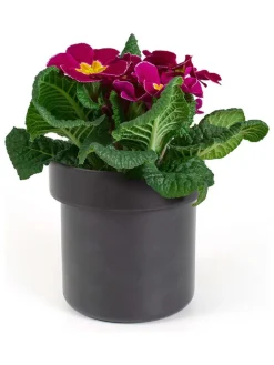 SAX Wohndekoration<Blumentopf-Safe in Schwarz
