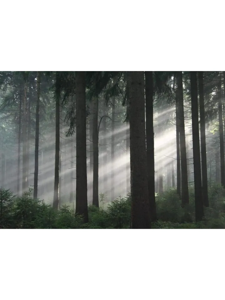 WVG Medien Tv & Audio<Das grüne Wunder - Unser Wald