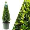 NatureNest Pflanzen & Zubehör<Echte Stechpalme pyramidenförmig 1x Ilex crenata 'Jenny' pyramidenförmig