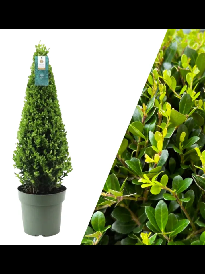 NatureNest Pflanzen & Zubehör<Echte Stechpalme pyramidenförmig 1x Ilex crenata 'Jenny' pyramidenförmig
