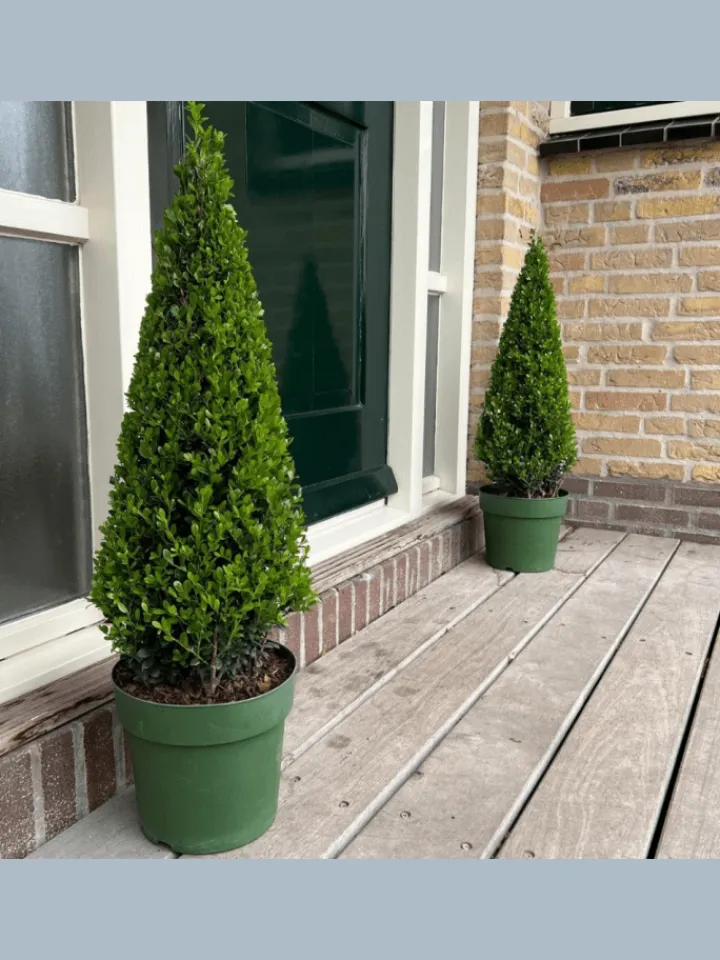 NatureNest Pflanzen & Zubehör<Echte Stechpalme pyramidenförmig 1x Ilex crenata 'Jenny' pyramidenförmig