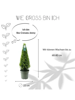 NatureNest Pflanzen & Zubehör<Echte Stechpalme pyramidenförmig 1x Ilex crenata 'Jenny' pyramidenförmig