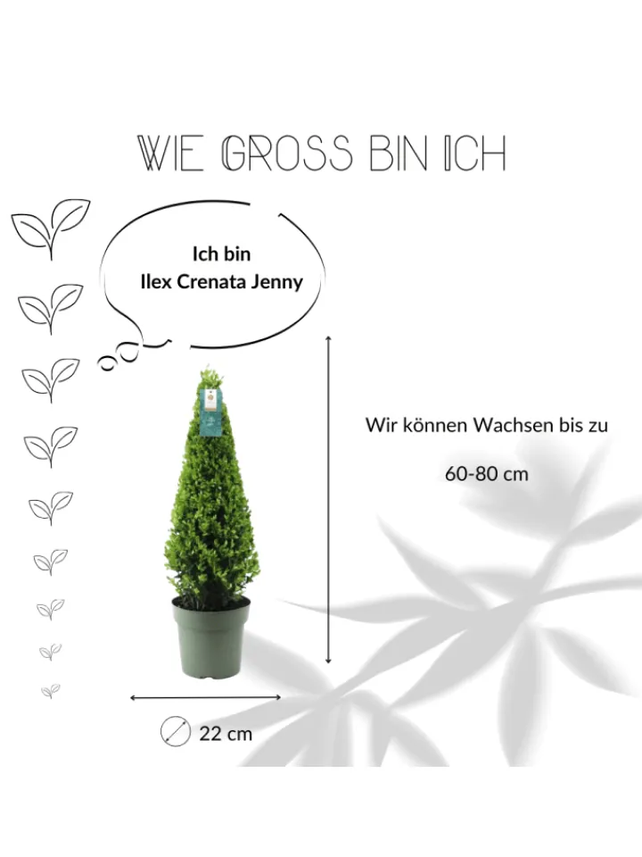 NatureNest Pflanzen & Zubehör<Echte Stechpalme pyramidenförmig 1x Ilex crenata 'Jenny' pyramidenförmig