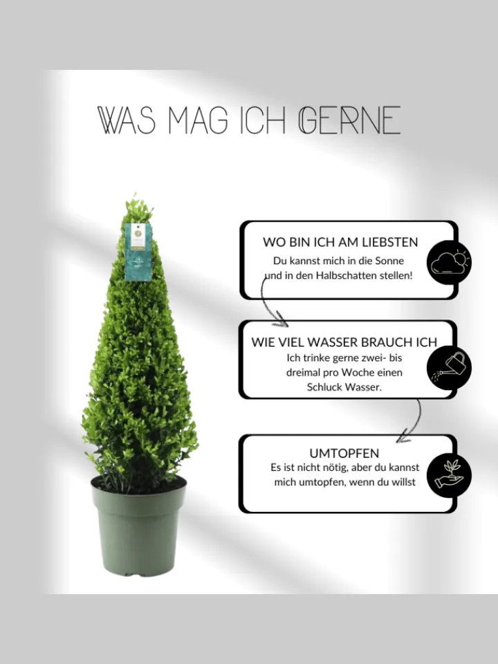 NatureNest Pflanzen & Zubehör<Echte Stechpalme pyramidenförmig 1x Ilex crenata 'Jenny' pyramidenförmig
