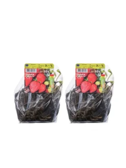 GARDENZO Pflanzen & Zubehör<20-er set Erdbeerfrigopflanzen