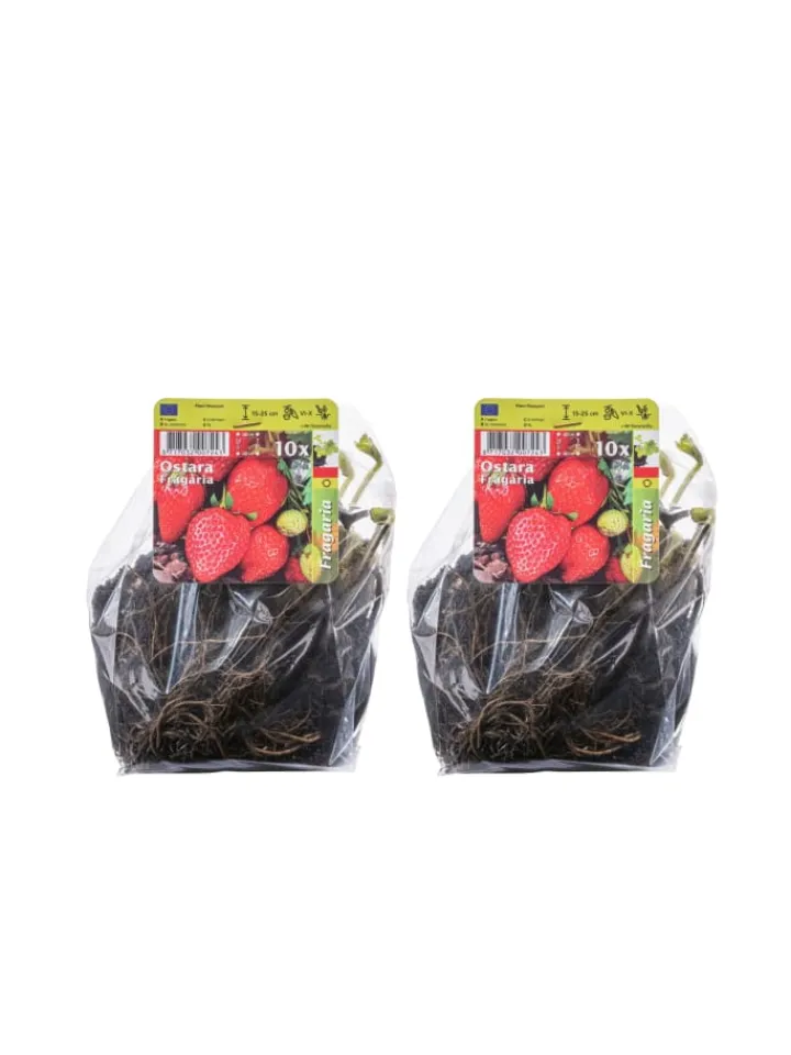 GARDENZO Pflanzen & Zubehör<20-er set Erdbeerfrigopflanzen