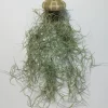 MeinVIPShop Pflanzen & Zubehör<1er Set Seeigelgehäuse lila mit Tillandsia Spanisch Moos