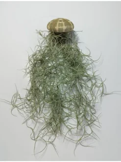 MeinVIPShop Pflanzen & Zubehör<1er Set Seeigelgehäuse lila mit Tillandsia Spanisch Moos