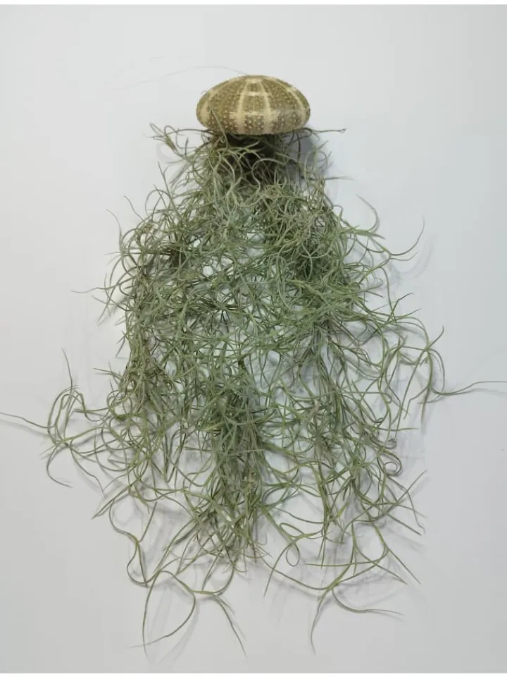 MeinVIPShop Pflanzen & Zubehör<1er Set Seeigelgehäuse lila mit Tillandsia Spanisch Moos
