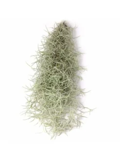 MeinVIPShop Pflanzen & Zubehör<1er Set Seeigelgehäuse lila mit Tillandsia Spanisch Moos