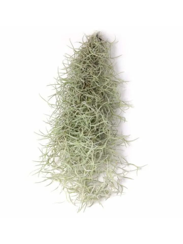 MeinVIPShop Pflanzen & Zubehör<1er Set Seeigelgehäuse lila mit Tillandsia Spanisch Moos