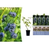 GARDENZO Pflanzen & Zubehör<4er-Set: Blaubeere in Blau