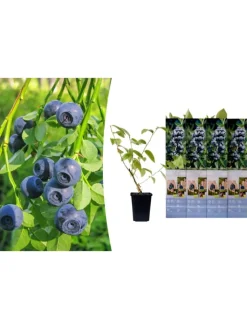 GARDENZO Pflanzen & Zubehör<4er-Set: Blaubeere in Blau