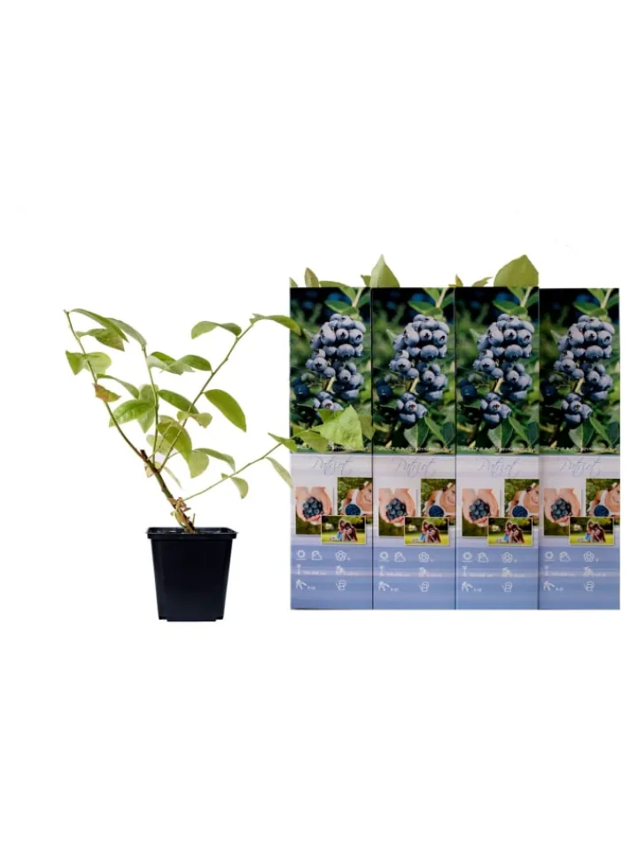 GARDENZO Pflanzen & Zubehör<4er-Set: Blaubeere in Blau