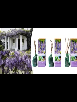 GARDENZO Pflanzen & Zubehör<3er-Set: Blaue Regenpflanzen in Lila