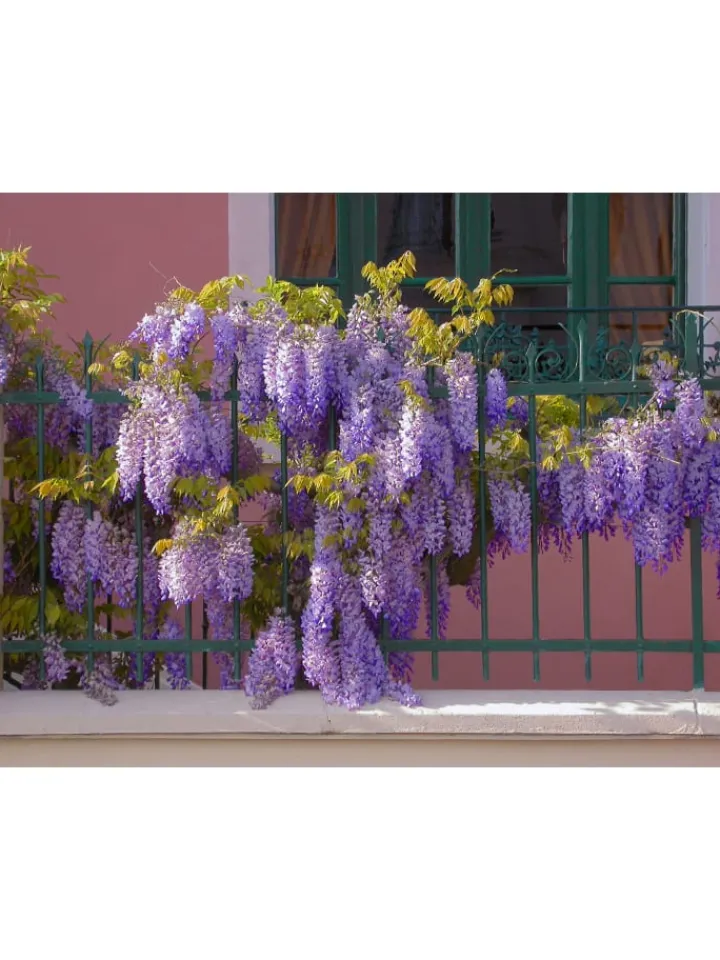 GARDENZO Pflanzen & Zubehör<3er-Set: Blaue Regenpflanzen in Lila