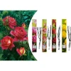 GARDENZO Pflanzen & Zubehör<4er-Set: Duftende großblumige Gartenrosen in Bunt